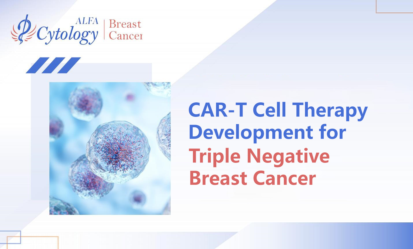 CAR-T Cell Therapy Development for Triple Negative Breast Cancer