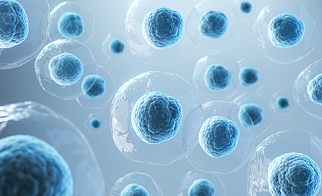 Breast Cancer Cell Lines