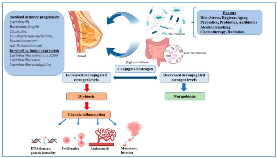 Microbiome and regulation of estrogen in breast cancer.