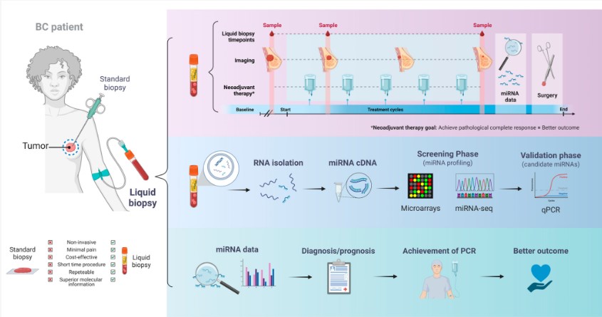 Schematic representation of the use of circulating miRNAs as diagnostic/prognostic biomarkers for neoadjuvant therapy in breast cancer.