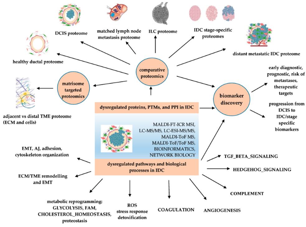 Application of proteomics-based identification of dysregulated pathways and biomarker discovery in BC.