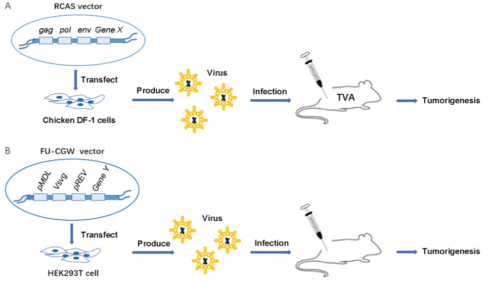 Biological approach to induce breast tumors.