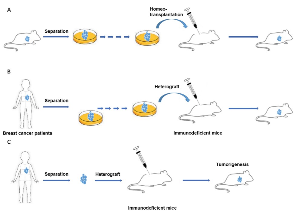Transplanted breast cancer animal models.