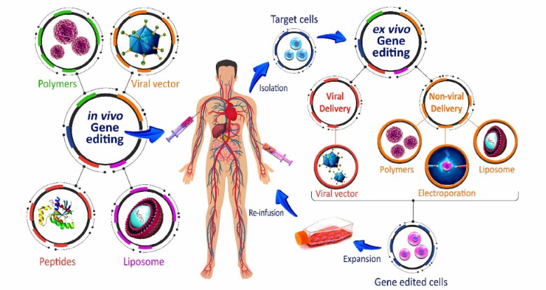 Cancer gene therapy with the delivery of tumor-suppressor genes (TSGs) or inhibition of oncogene expression.