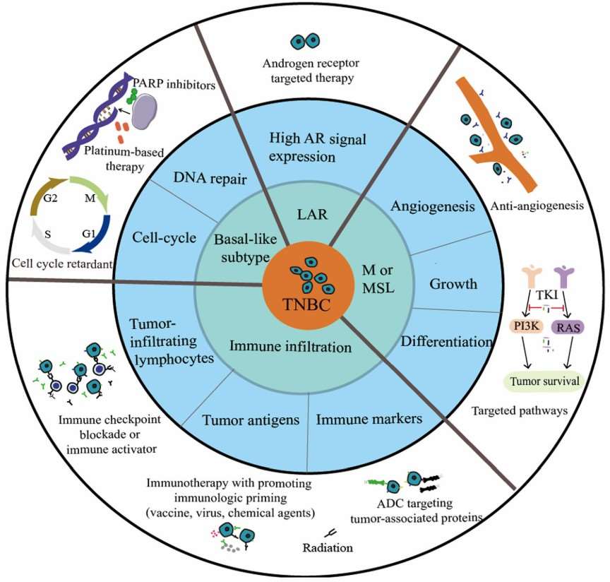 Fig.1 Classifcation and therapeutic options for TNBC. (Li Y., et al. 2022)
