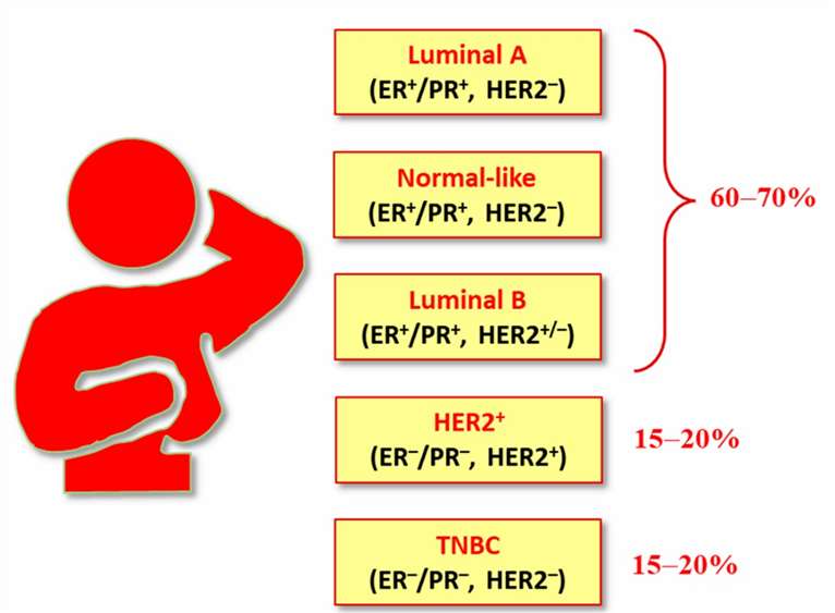 Molecular subtypes of BCs.
