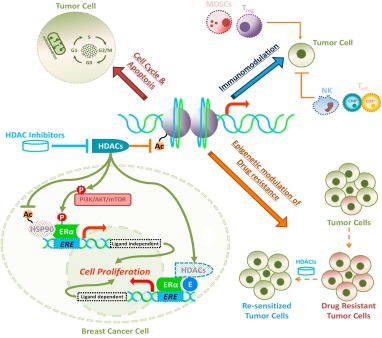 Fig.1 The role of histone deacetylase inhibitors in metastatic breast cancer. (Zucchetti B., et al. 2019)