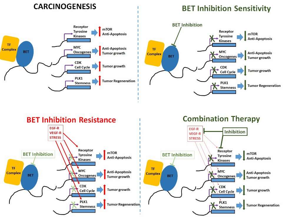 Fig.1 Mechanisms of BET inhibitor activity, resistance and combinatorial application. (Khandekar D., et al. 2020)