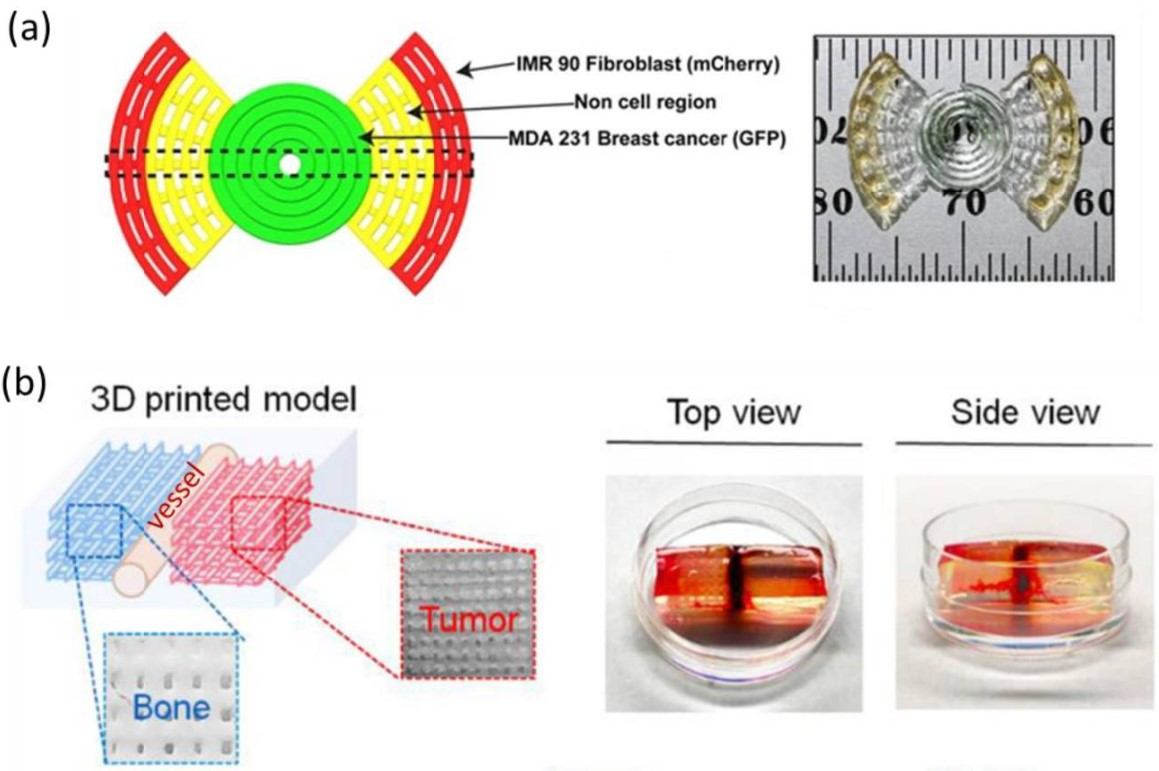 A biomimetic model for the study of breast cancer.