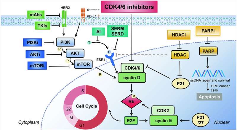 Fig.1 Regulation of cell cycle in breast cancer in CDK4/6 inhibitors. (Wang, X., et al. 2024)