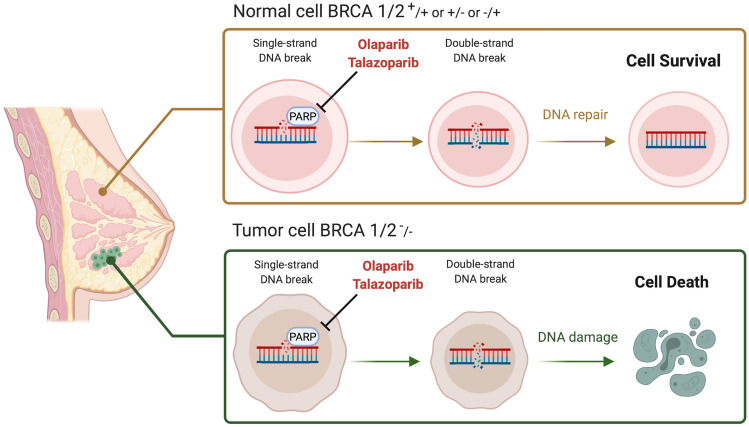 Fig.1 PARP inhibitors suppress PARP catalytic activity and cause cell death in tumors. (Demir Cetinkaya B., et al. 2022)