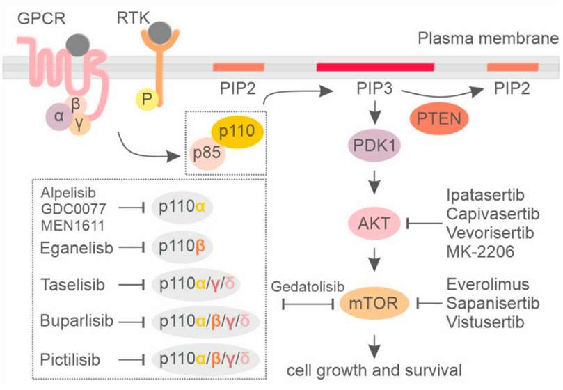 Fig.1 Signaling by the PI3K/AKT/mTOR pathway and the respective inhibitors. (Li H., et al. 2021)