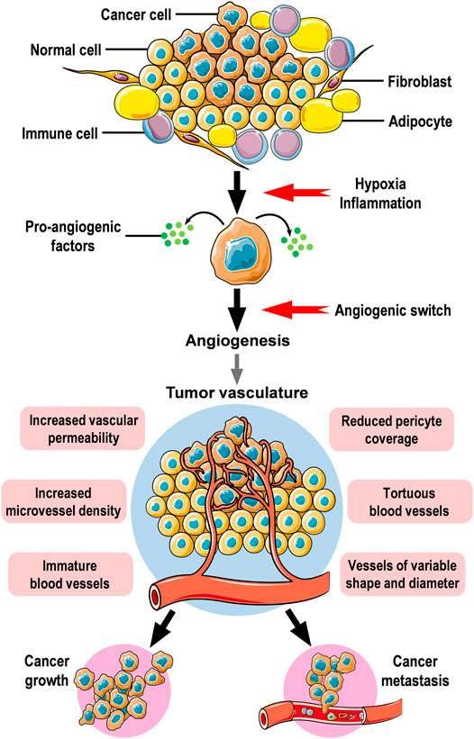 Fig.1 Angiogenesis and tumor vasculature. (Ayoub N. M., et al. 2022)