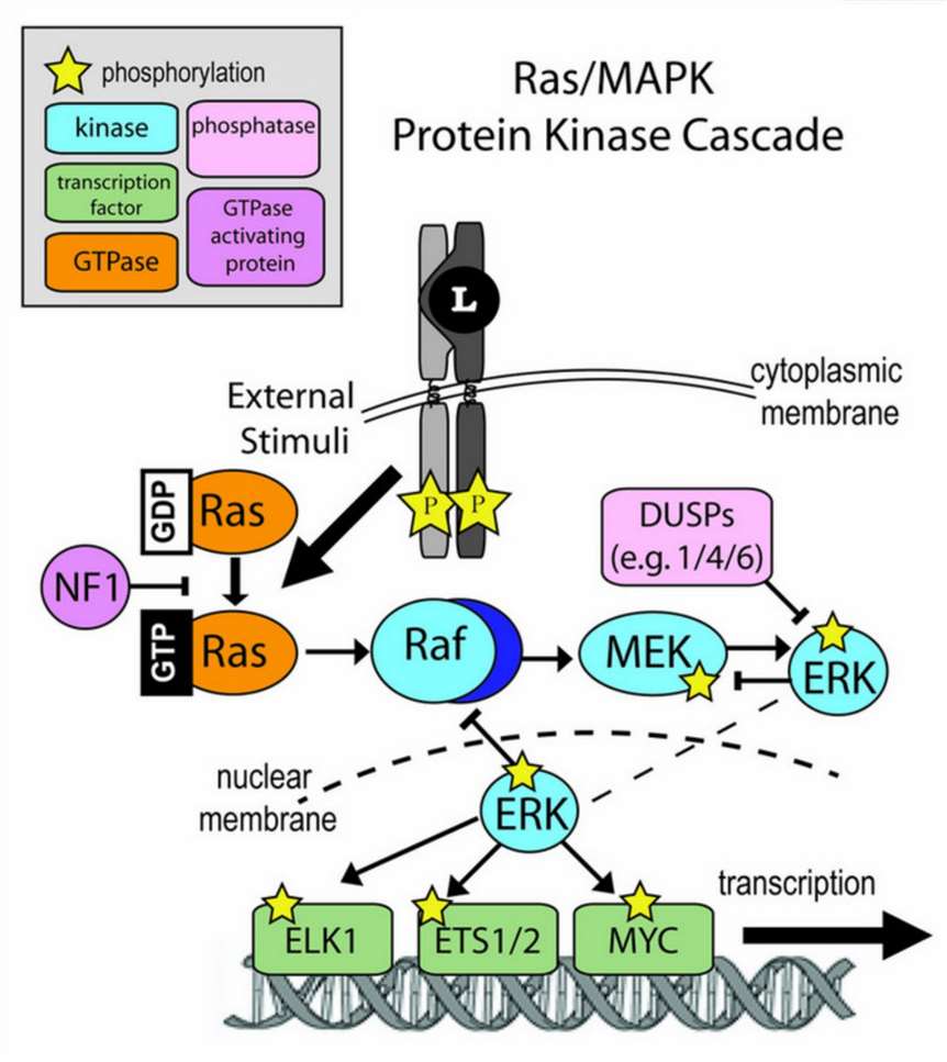 Fig.1 Angiogenesis and tumor vasculature. (Ayoub N. M., et al. 2022)