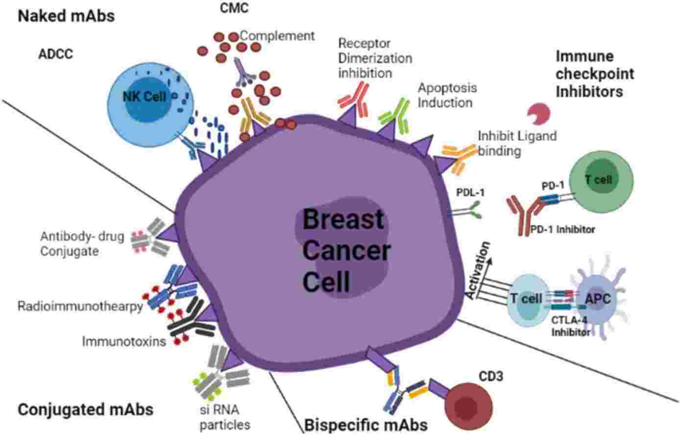 Fig.1 Monoclonal antibodies in breast cancer. (Behl A., et al. 2023)