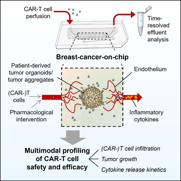 Construction of PDX of breast cancer.