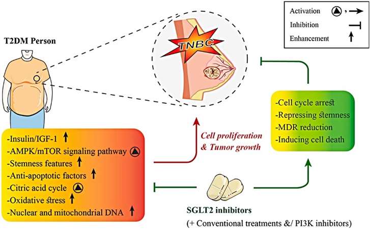Preclinical trials of the SGLT2 inhibitors.