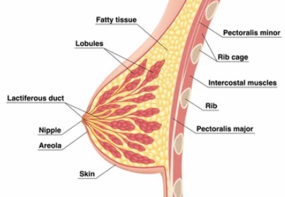 Female breast structure diagram.