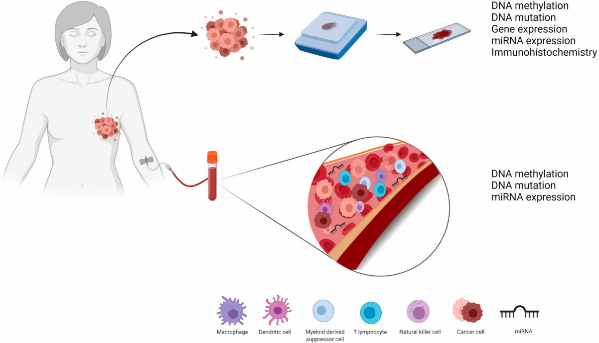 Fig.1 Tumor and liquid biopsies can help identify gene mutation biomarkers. (Freitas A. J. A. d., et al., 2021)
