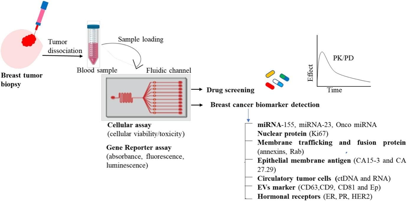 An example of the use of a breast tumor-on-chip.
