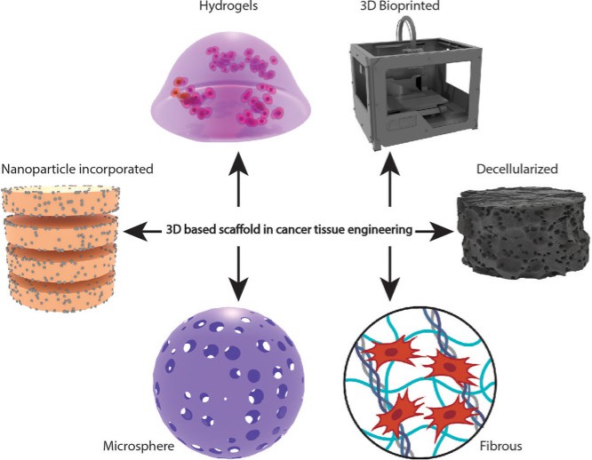 Schematic illustration of different types of scaffold-based 3D cell models in cancer tissue engineering.