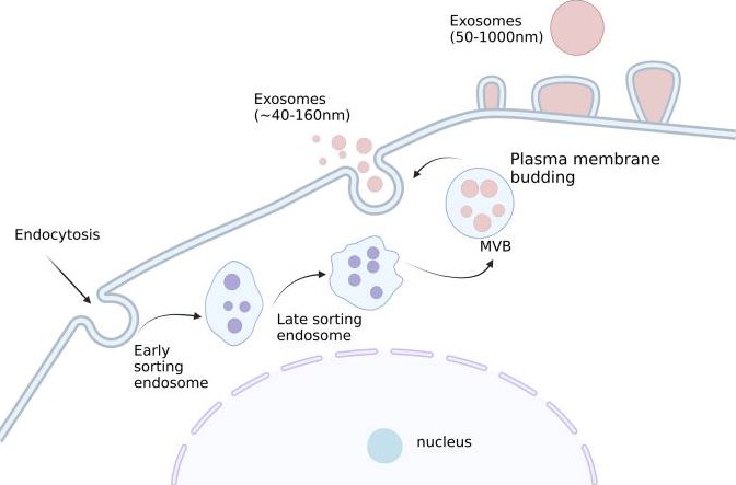 Schematic representation of the exosome production process.