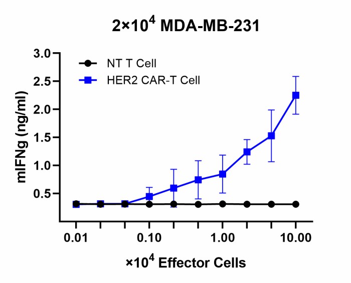 HER2 CAR or NT T cells were co-cultured with HER2+ MDA-MB-231 cells
