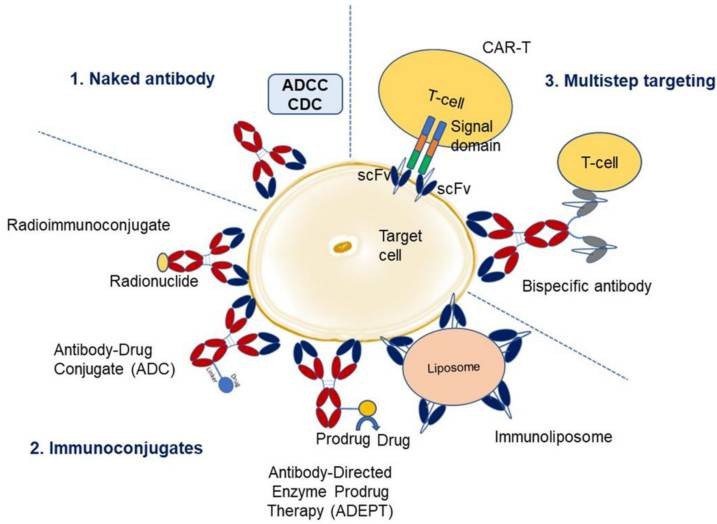 Overview of monoclonal antibody therapy.
