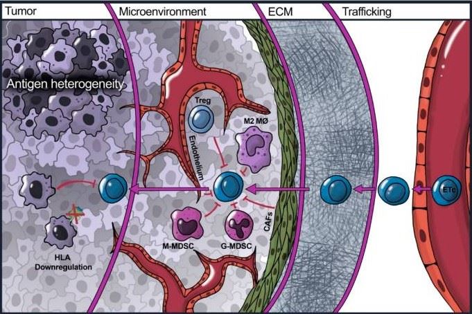 Challenges faced by E-ACT in treating solid malignancies.