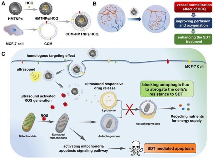  Mechanism of autophagy inhibition on SDT-mediated apoptosis of MCF-7 breast cancer cells.