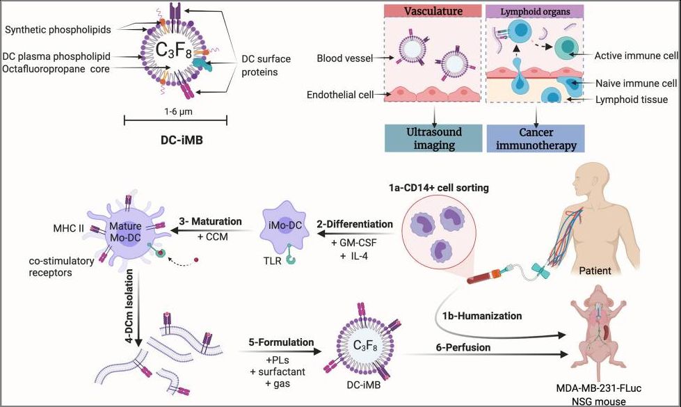 Personalized DC-iMB strategy for TNBC immunotherapy.