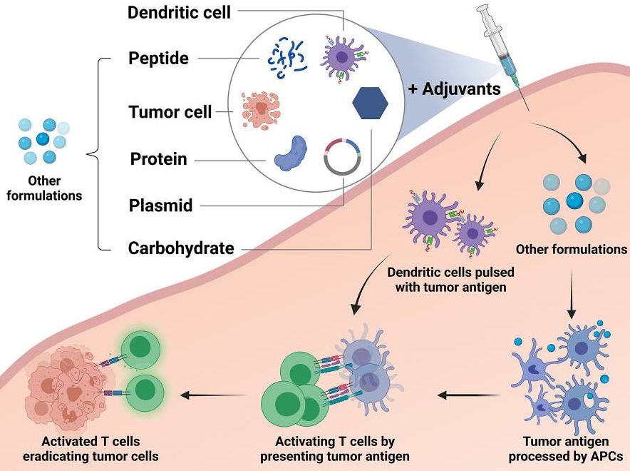 Different types of breast cancer vaccines and their mechanisms.