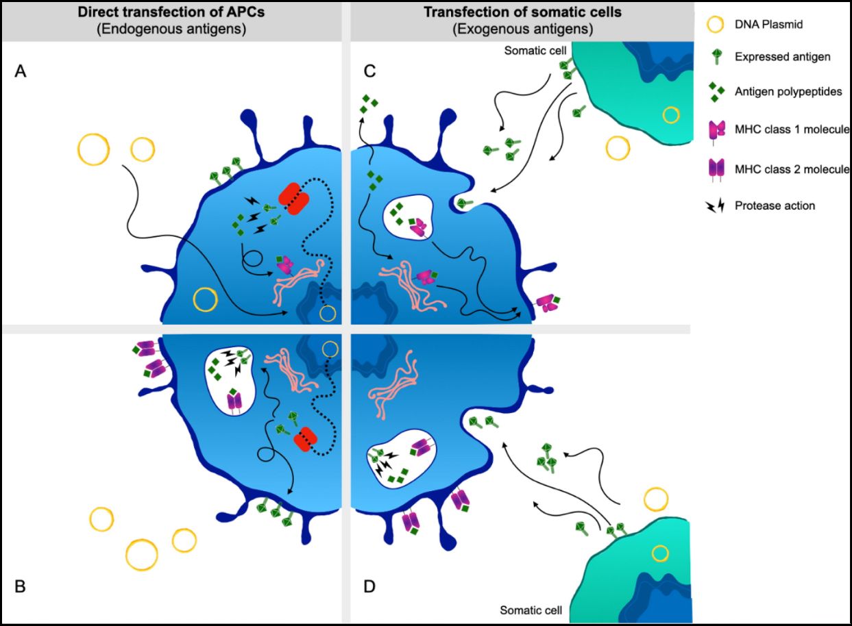 Four main antigen processing pathways may occur after DNA vaccine transfection into cells.