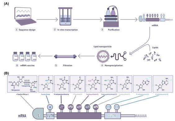 The manufacturing process of mRNA vaccines and the structure of mRNA and nucleotide modifications.