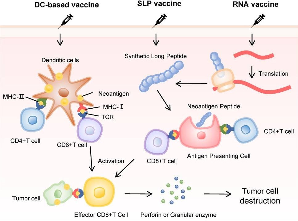 The main types of neoantigen vaccines.