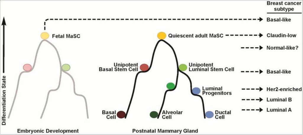 Association between differentiation states of the mammary gland hierarchy and intrinsic breast cancer subtypes.