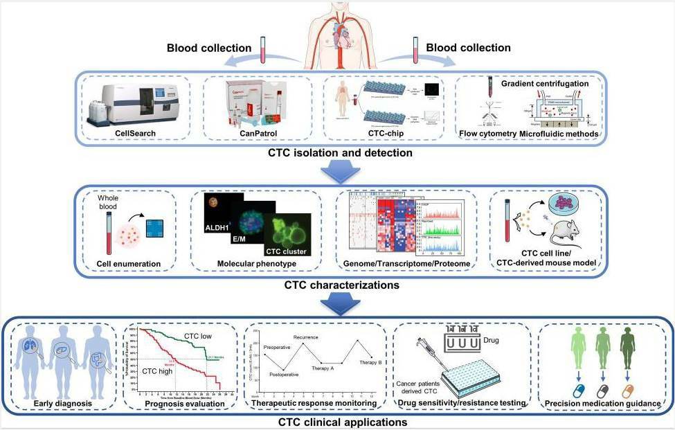 Overview of CTC isolation and detection, characterization, and clinical applications. 