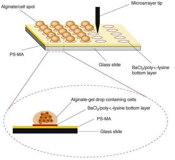 Preparation of 3D cellular microarrays.