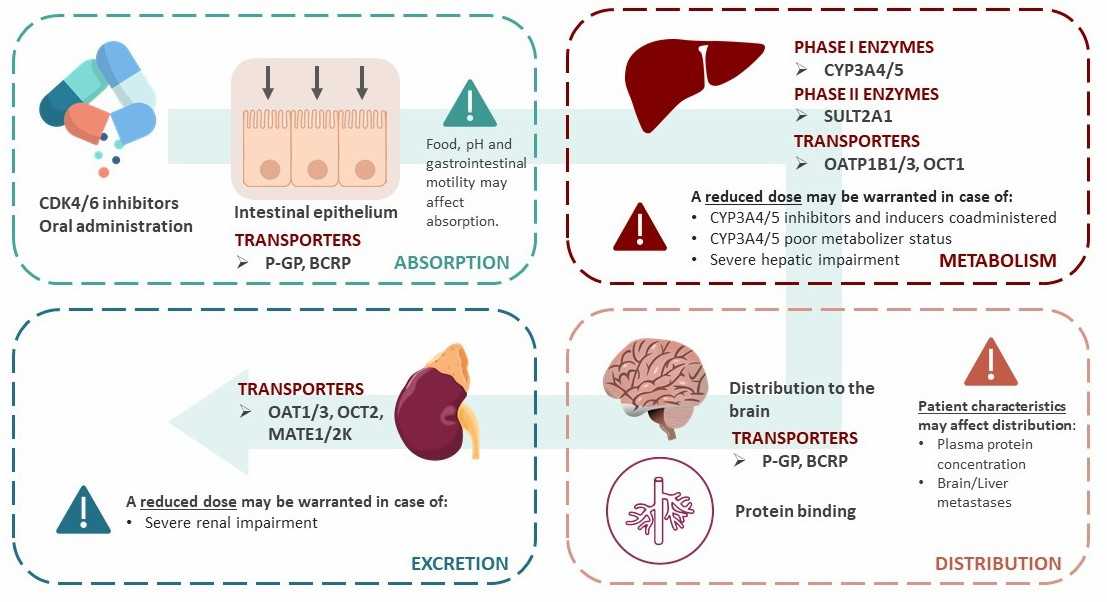 Pharmacokinetics of CDK4/6 Inhibitors.