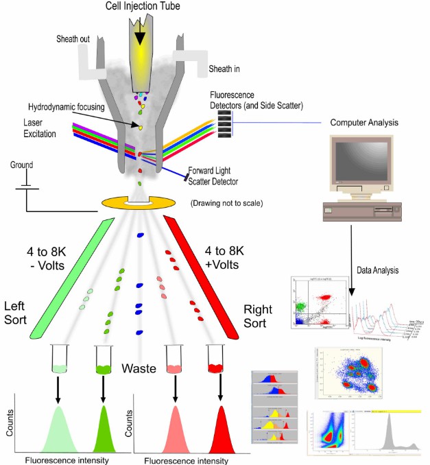 A general outline of a flow cytometer showing a sorting instrument capable of isolating individual cells. On the right side of the figure are examples of possible analyses.