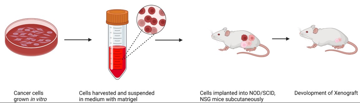 Processing of tumor tissue as a single cell suspension, followed by subsequent implantation.