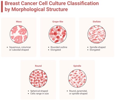Static (hanging drop, ultra-low attachment, micropatterned plates, scaffolds) and dynamic methods (spinner flask, microfluidic system) generate BC 3D spheroid models.