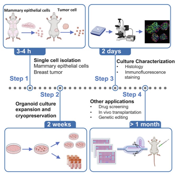 An organoid culture protocol for ex vivo expansion of mammary stem cells isolated from mouse tissue.