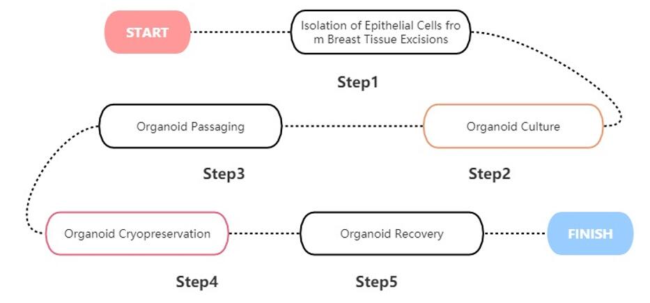 Culture protocol for breast organoids.