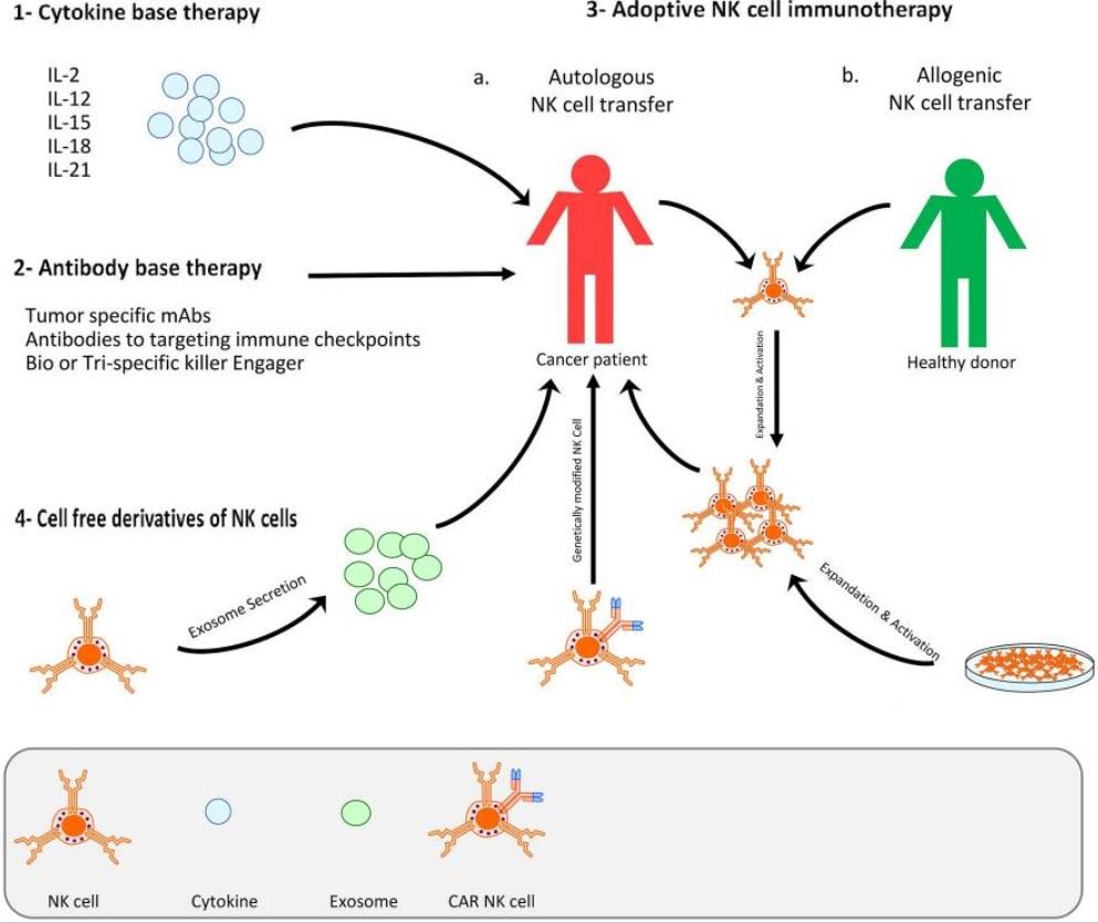 NK cell immunotherapy strategies.