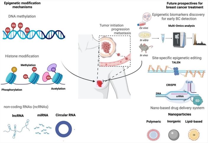 New strategies for epigenetic modification detection and epigenetic editing in breast cancer therapeutics.