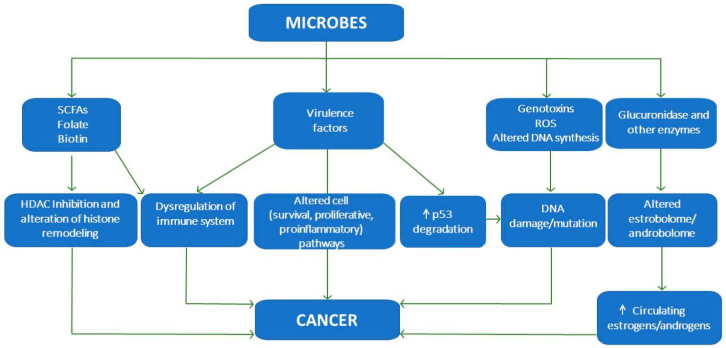 Several mechanisms to understand the microbial influence on cancer.