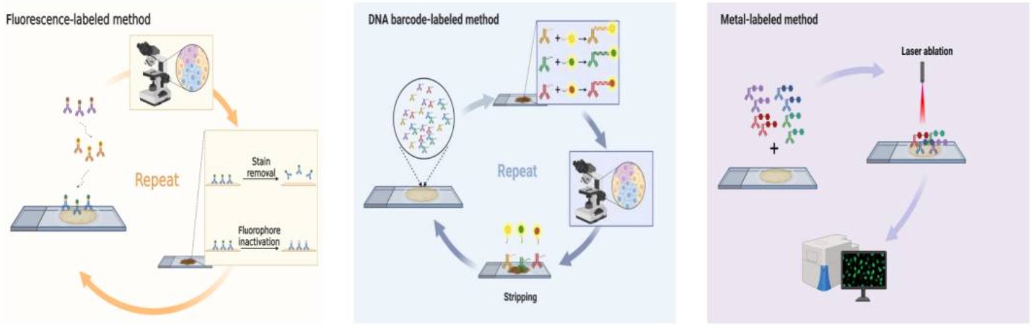Schematic diagram of the mechanism of the multiplex immunohistochemistry.