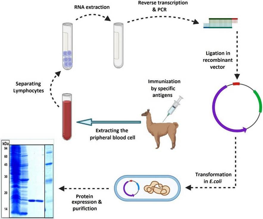 Fig.1 single-domain antibody production procedure.