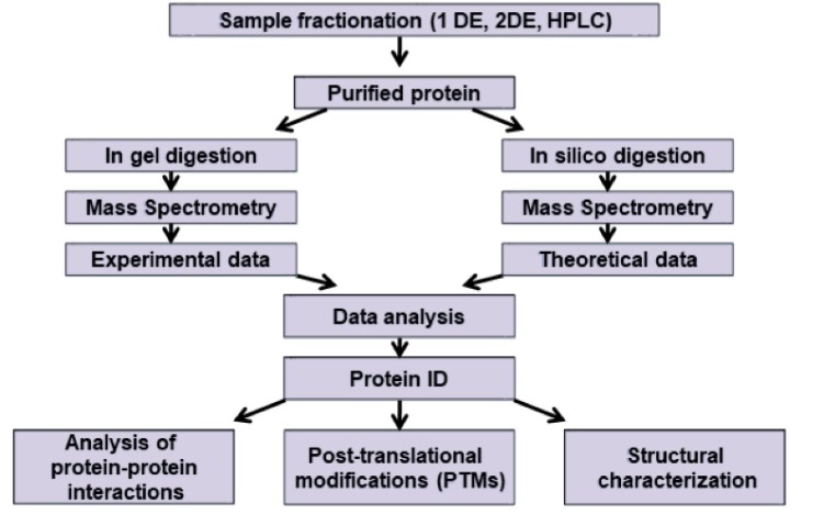Protein structure practical workflow diagram.